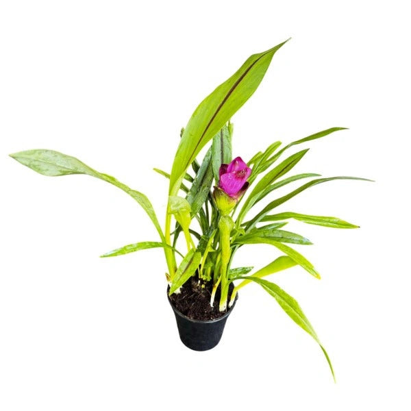 Curcuma Purple Plant