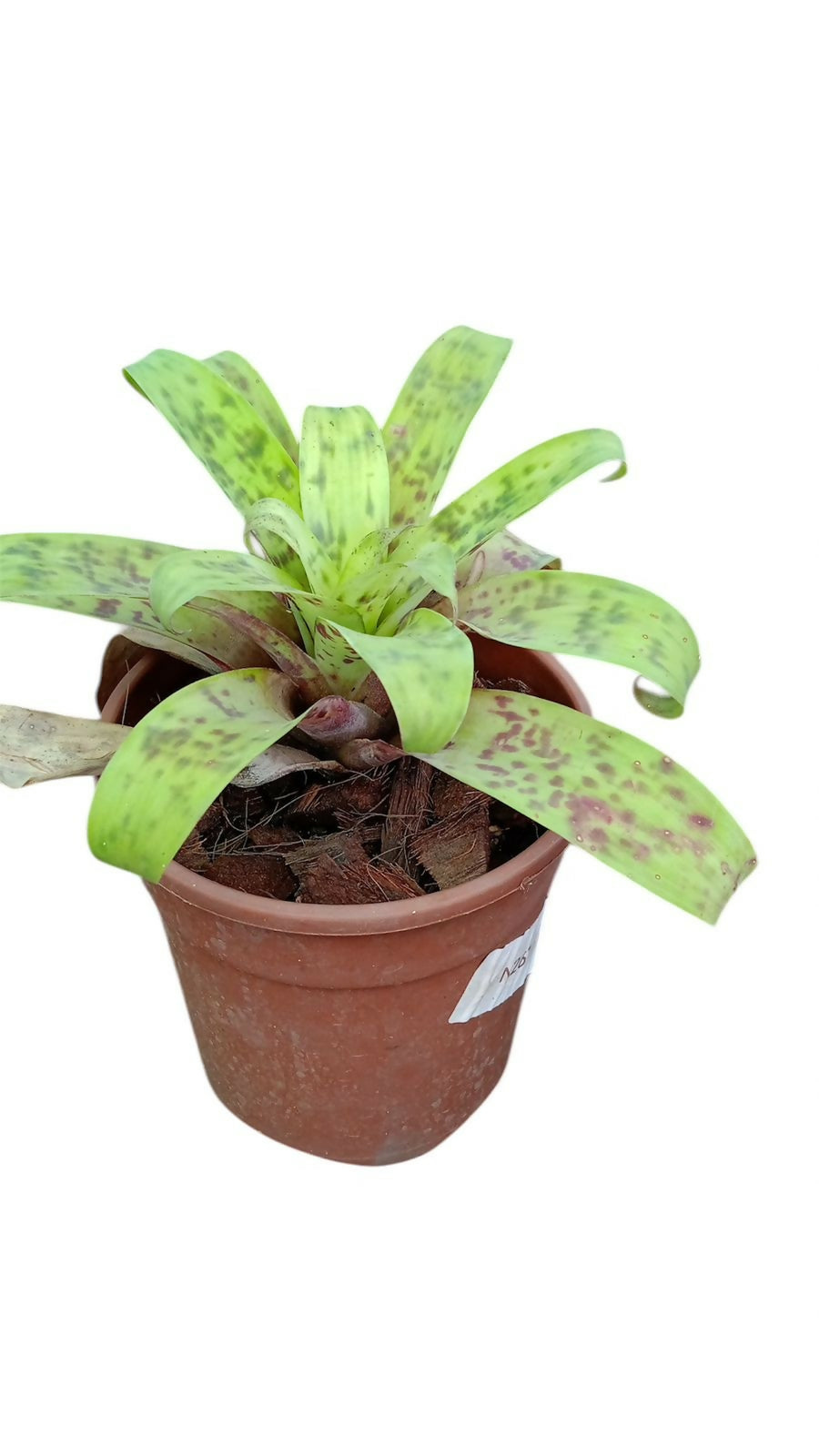 Bromeliad