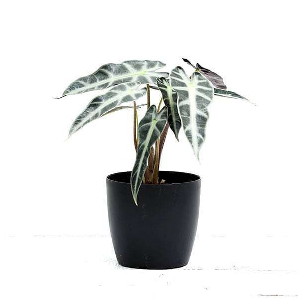 Alocasia Miniature | Alocasia Bambino