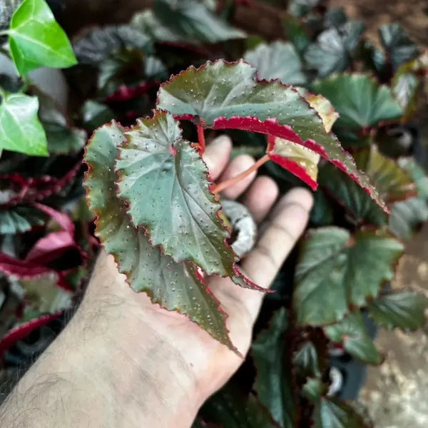 Begonia Black Magic