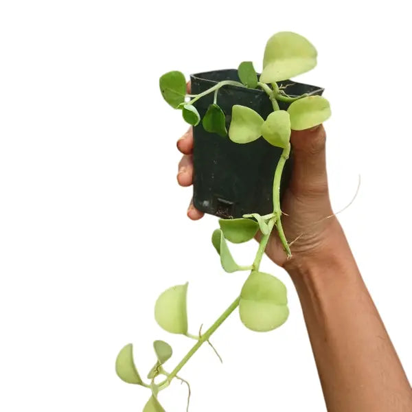 Dischidia Imbricata (Kidney plant)