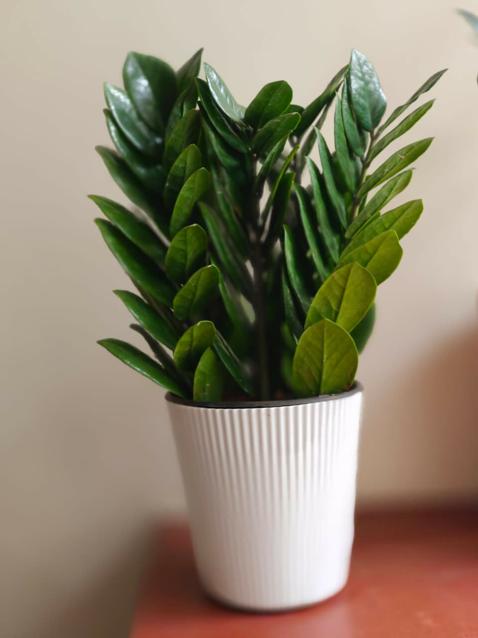 Zamioculcas Zamiifolia (ZZ Plant) - Staight