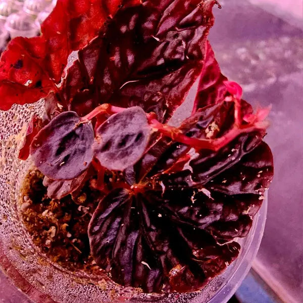Begonia Blood moon