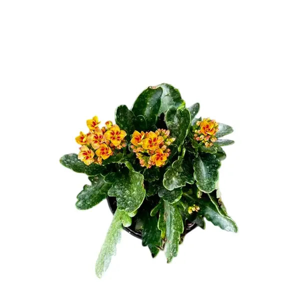 Kalanchoe Orange
