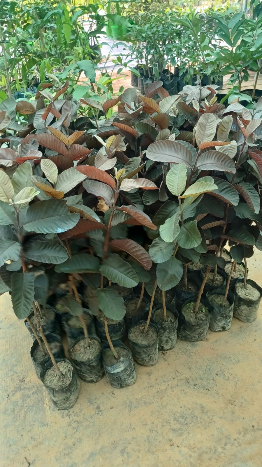 Black Diamond Guava Plant - Premium Fruit Tree - Keyfarm Wayanad