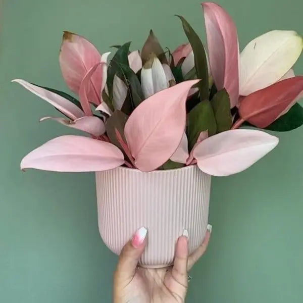 Philodendron Pink Congo - Rare