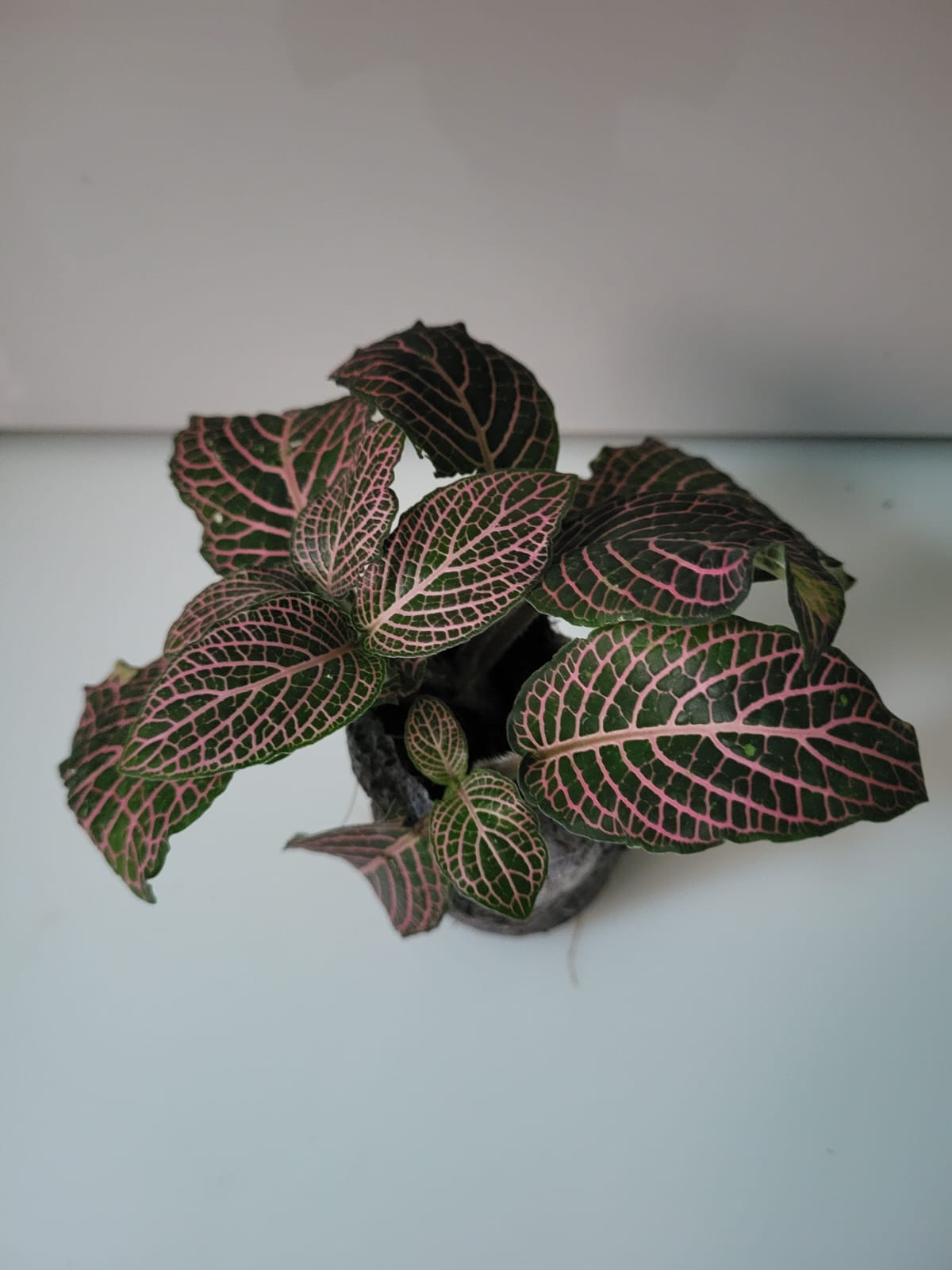 Beautiful Fittonia Nerve Plant – Vivid Color Combo (Pack of 5) foliage – Foliages India
