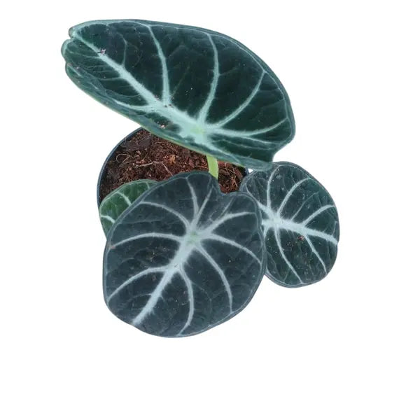 Alocasia Ninja