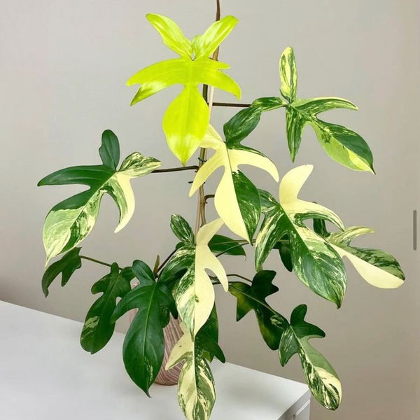 philodendron florida beauty flower Philodendron Florida beauty – Foliages.in
