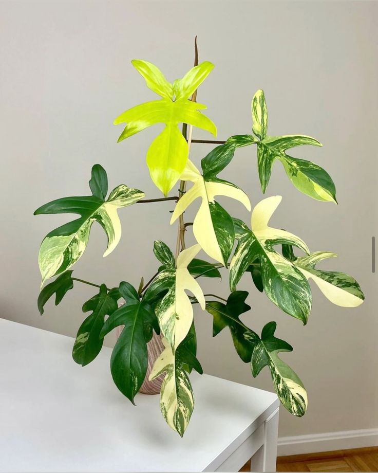 Philodendron Florida beauty