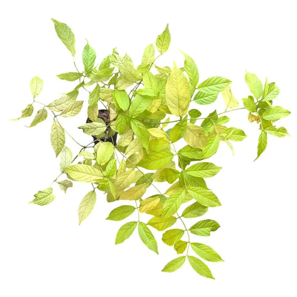 Golden Rangoon Creeper