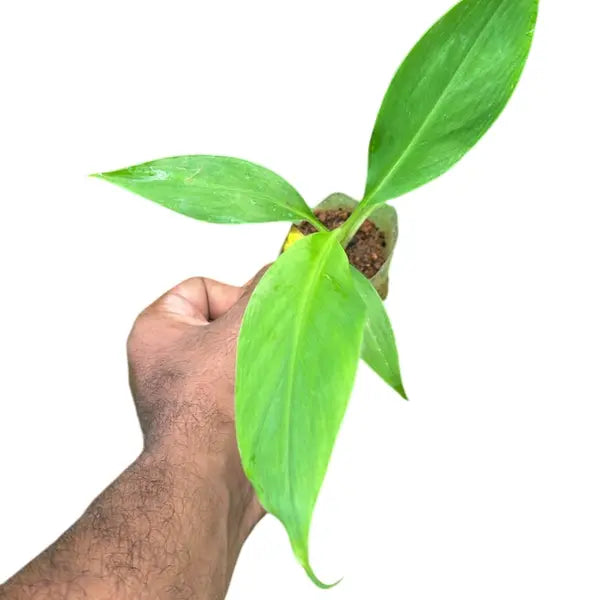Robusta Banana