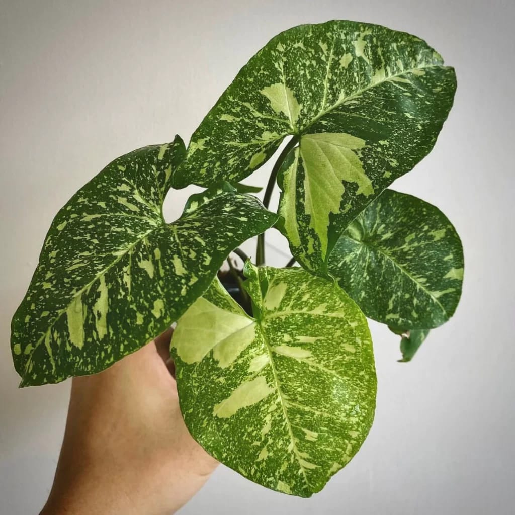 Syngonium Panda Galaxy healthy live foliage plant – Foliages India
