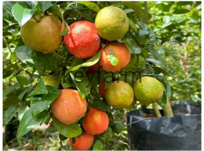 Red Lemon Plant - Live Fruit Tree - Keyfarm Wayanad