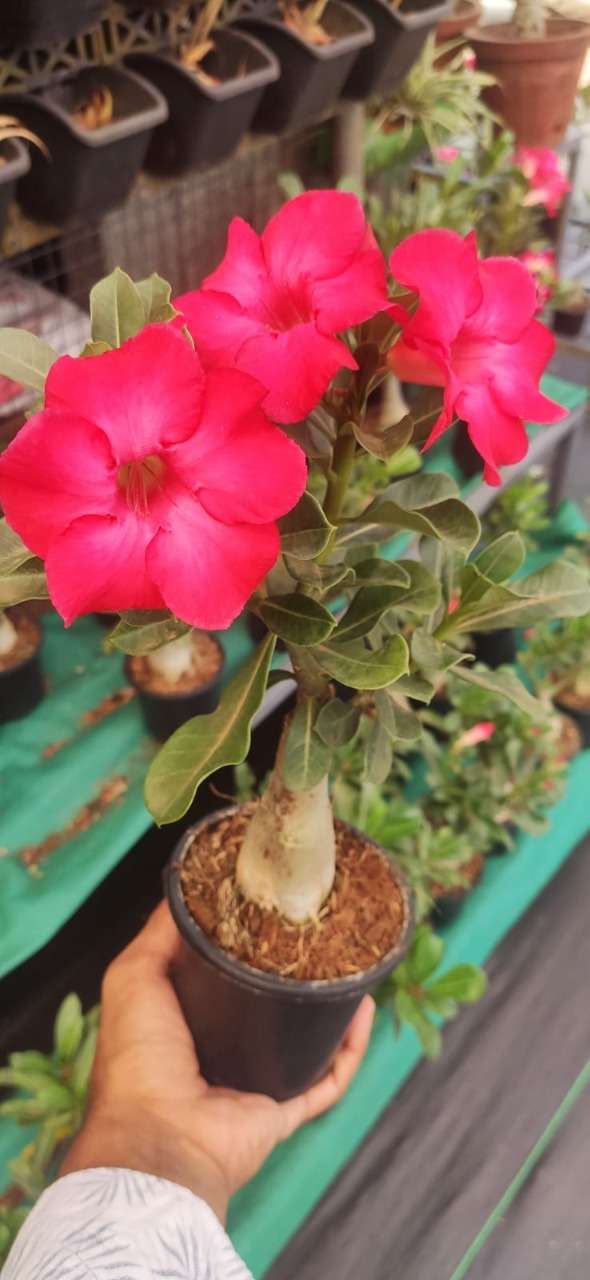Adenium