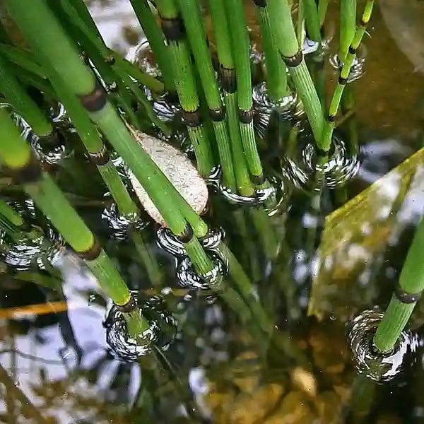 Water Bamboo, Equisetum - Plant (Water Bamboo)