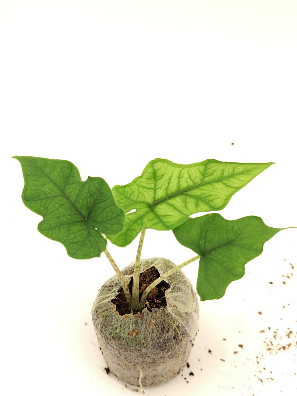 Alocasia Jacklyn – Starter TC Plant - Ethereal DNA