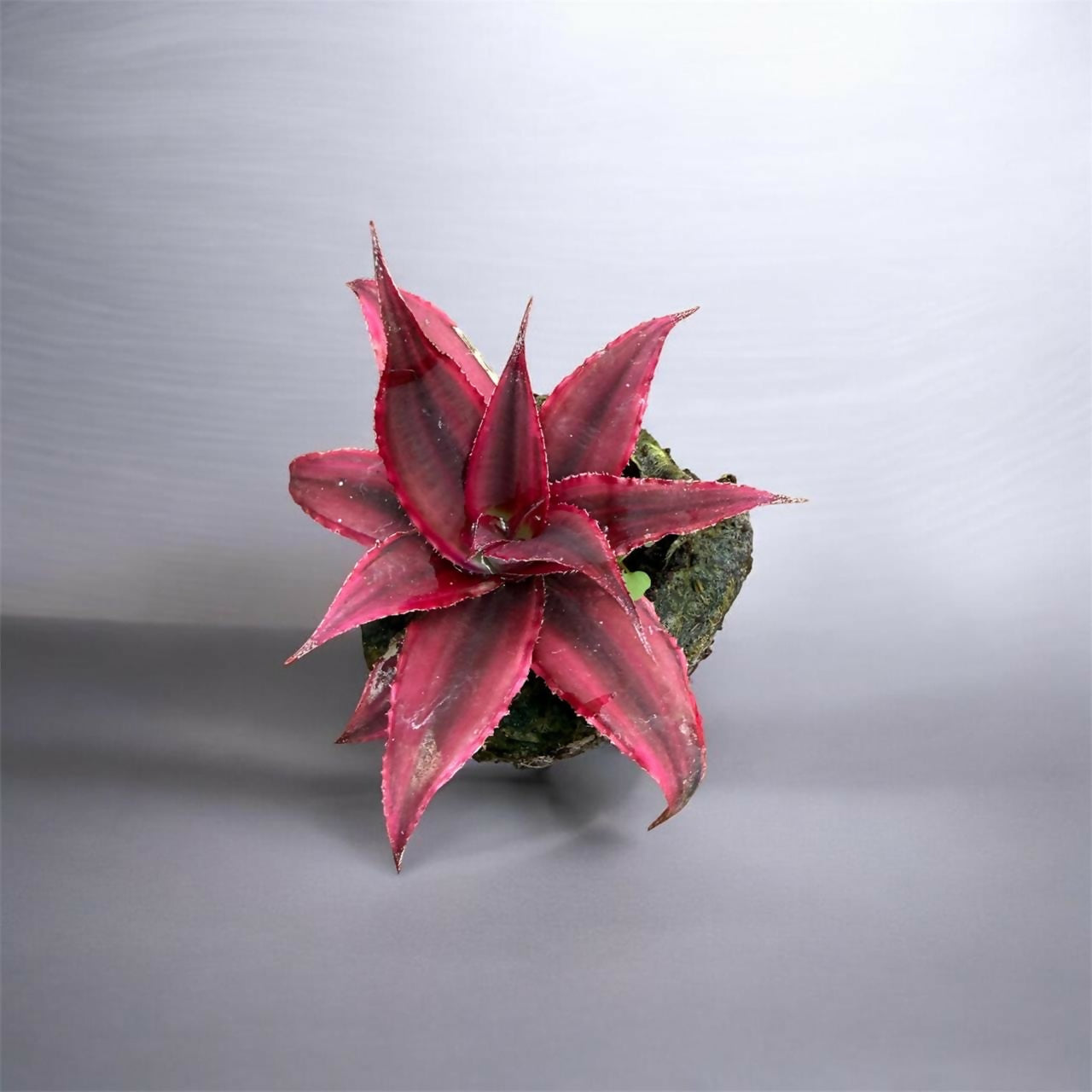 Red crypthanthus– Jiffy Sized