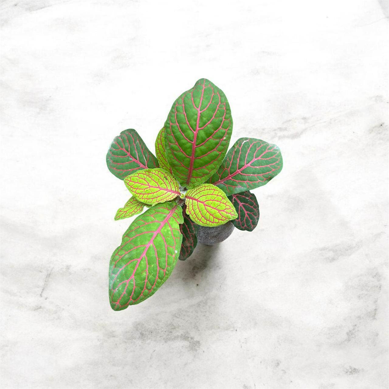 Fittonia-7 plants combo- Jiffy sized