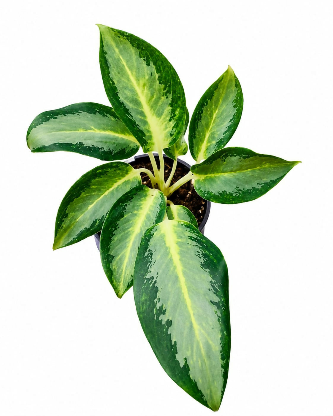 Aglaonema Osaka Green