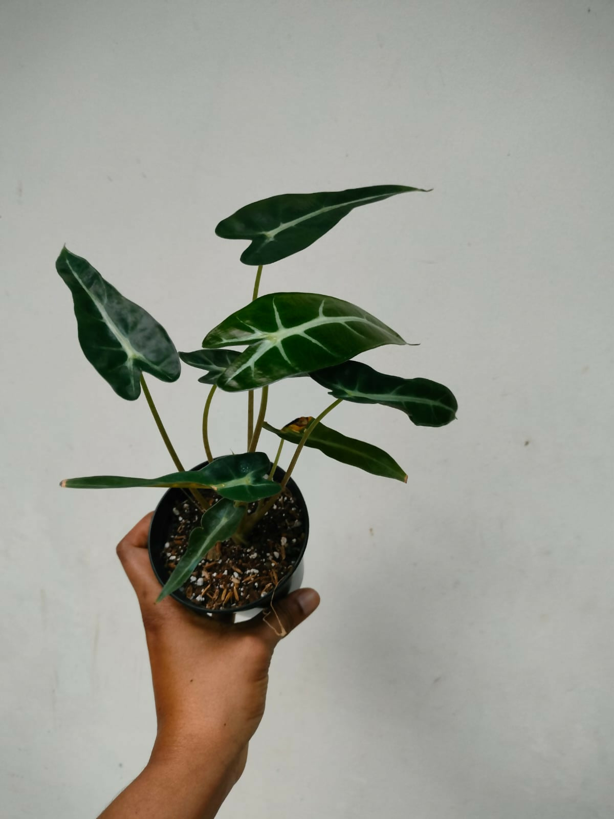 Alocasia Bambino- Tropical house plant-The Lush Flora