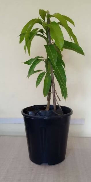 Nam Doc Mai Mango Plant - Sweet Thai Variety - Keyfarm Wayanad