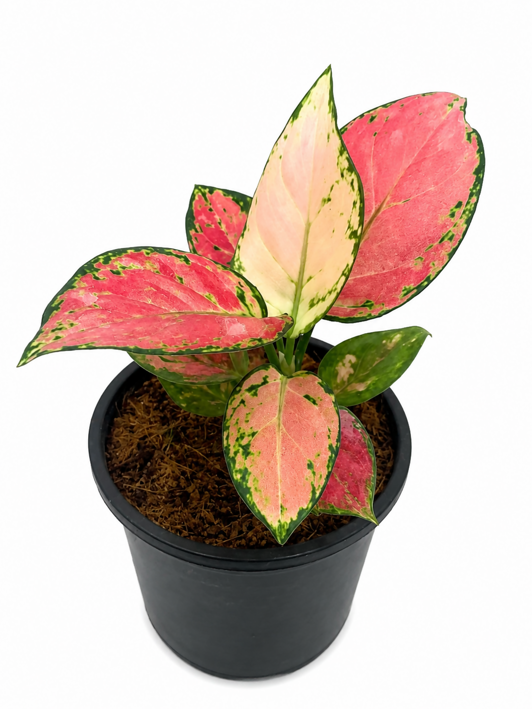 Aglaonema Beauty – Starter TC Plant - Ethereal DNA