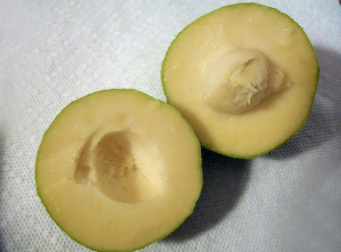White Sapote Fruit Plant (Casimiroa Edulis)