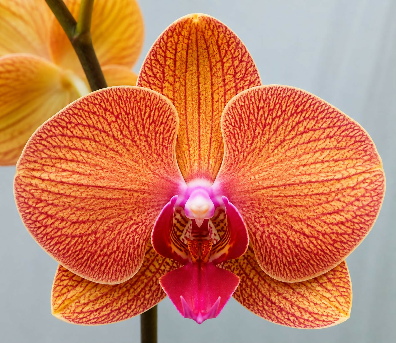 Phalaenopsis -45713