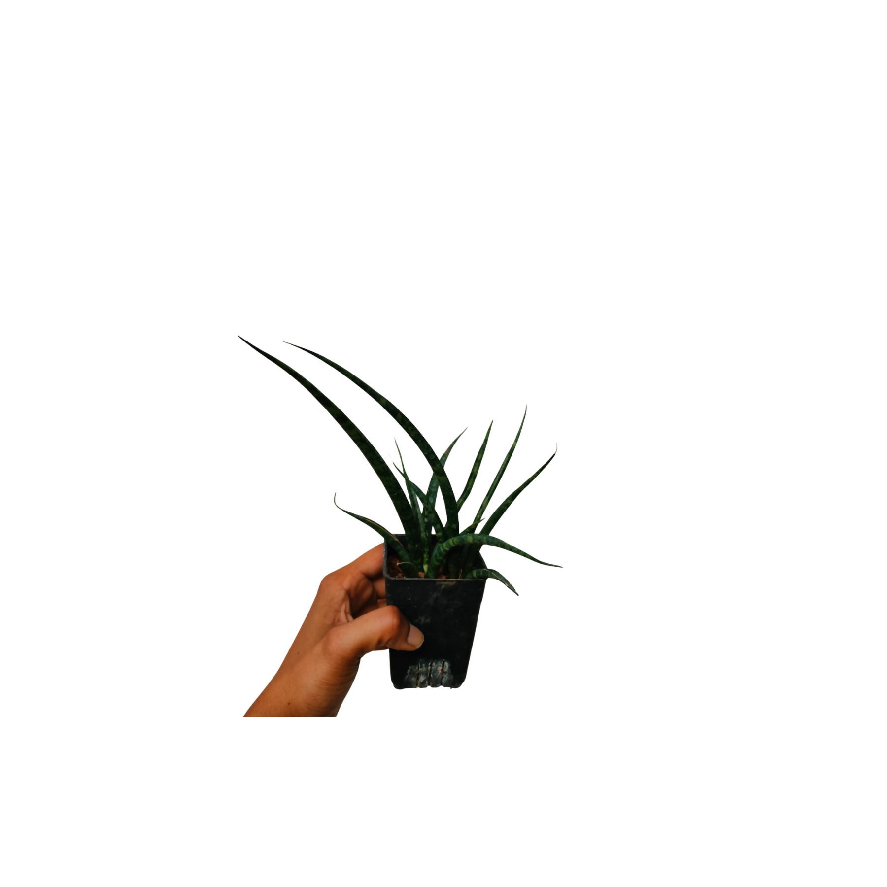 Sansevieria Green Mikkado Bushy