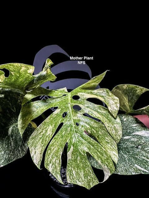 Monstera Deliciosa Green Snow – Rare Collector's Plant - Aloevera Greens