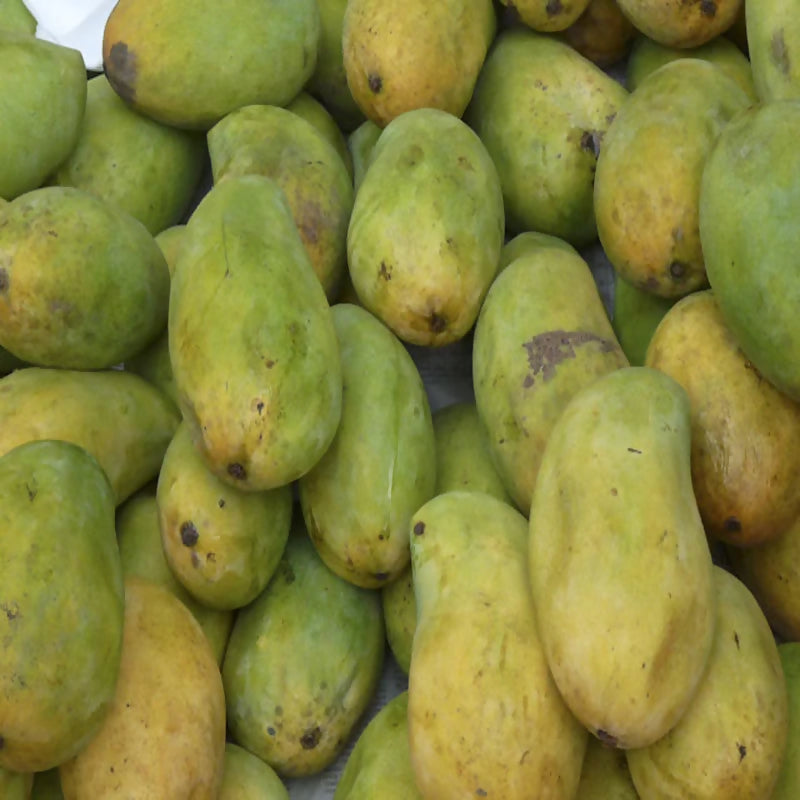 Cheruku Rasalu Mango Live Plant