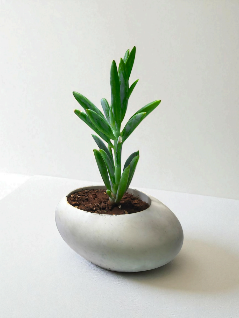 The Olute -6"x3.5" - Pebble planter | eco friendly | sustainable | Modern | Made from construction waste .