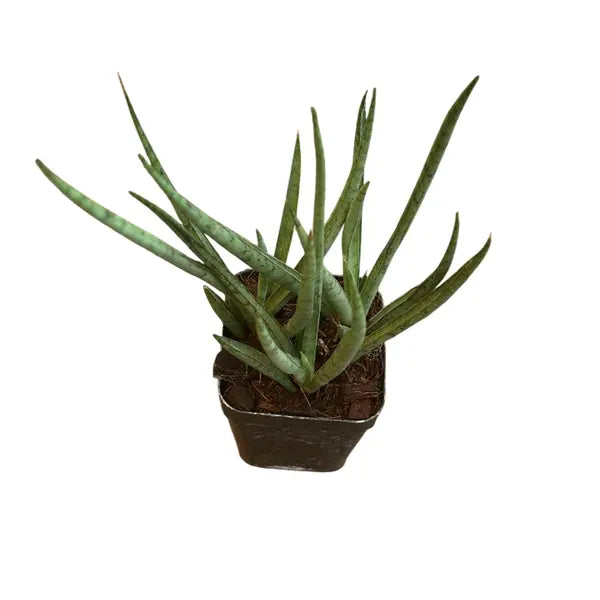 Sansevieria Cylindrica Medusa