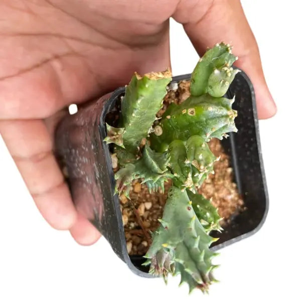 Huernia Saudi-Arabica