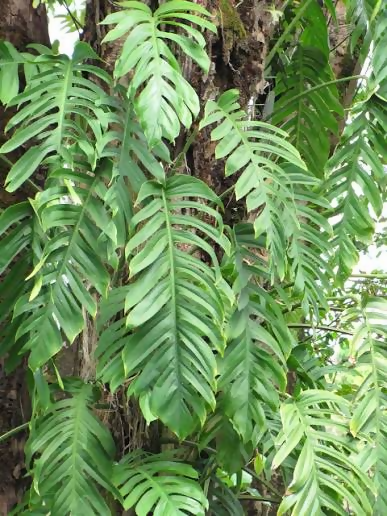 Epipremnum pinnatum green