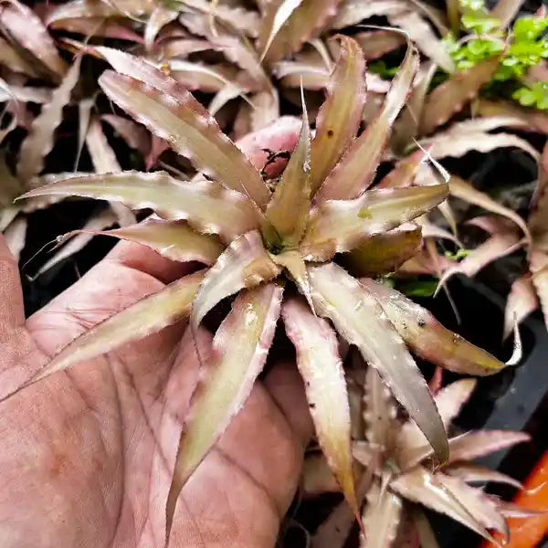 Cryptanthus Brown