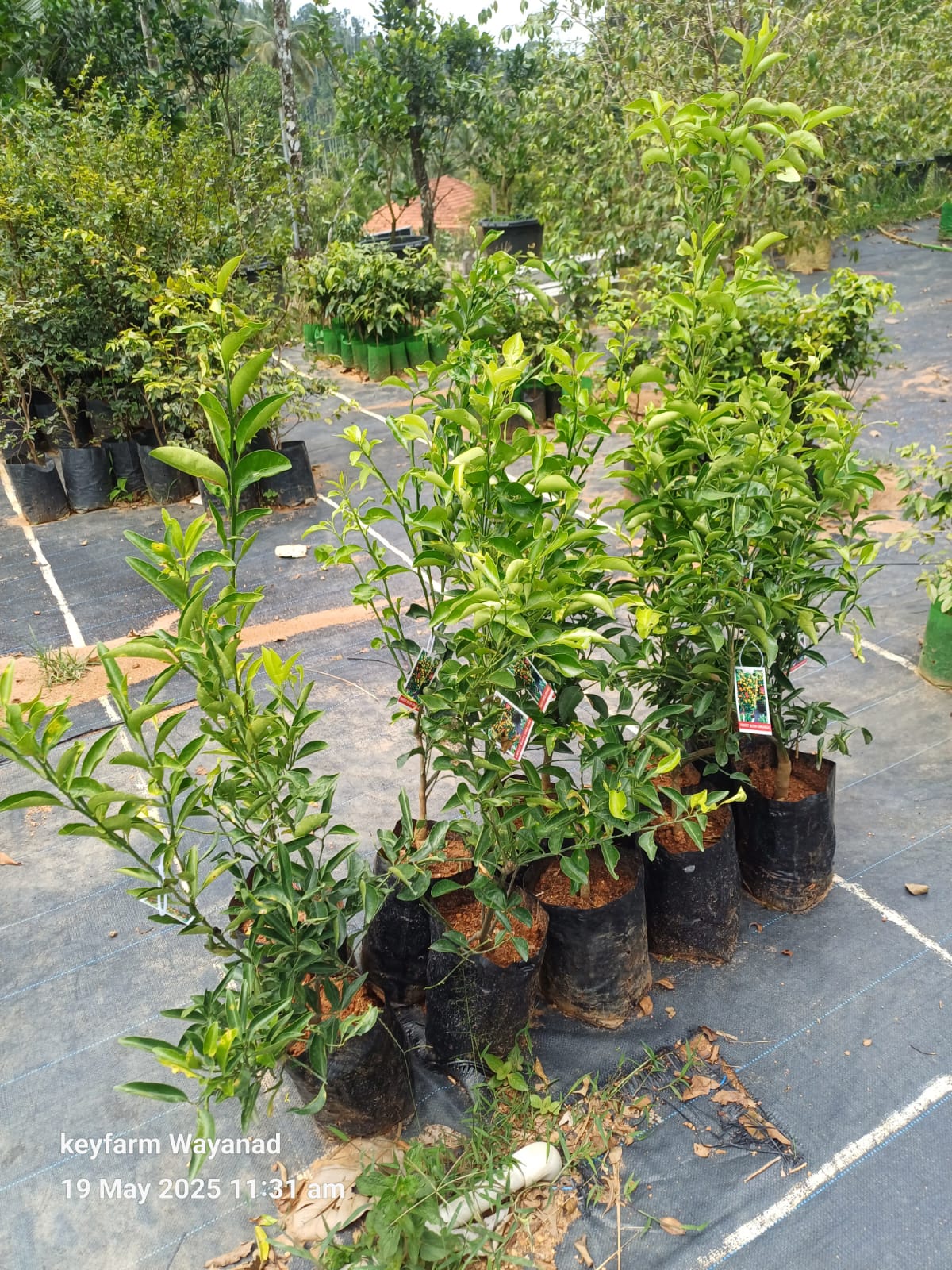 Sweet Bush Orange Fruit Plant - Keyfarm Wayanad