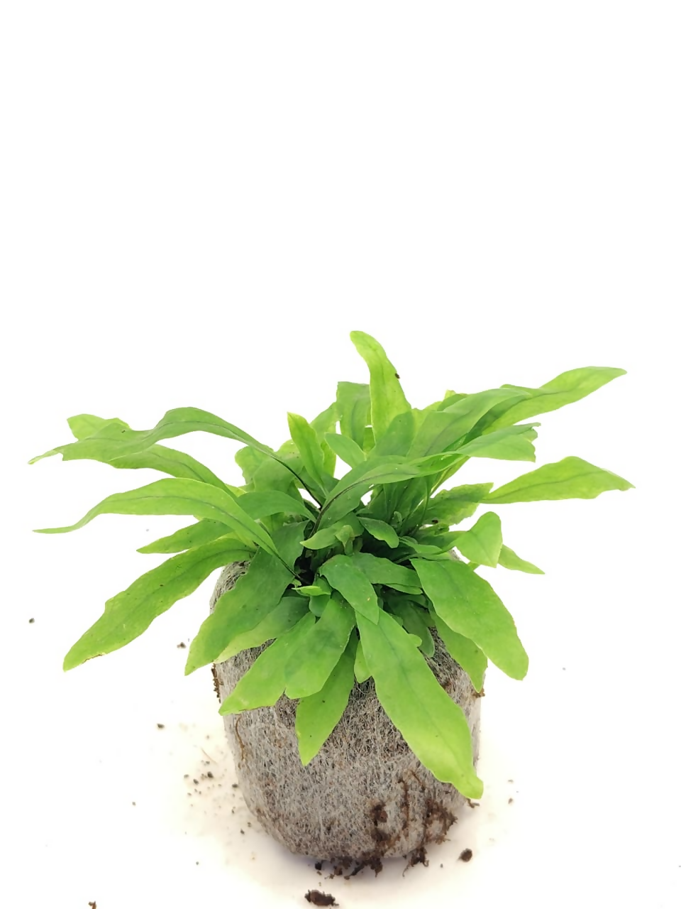 Kangaroo Paw Fern (Microsorum diversifolium)