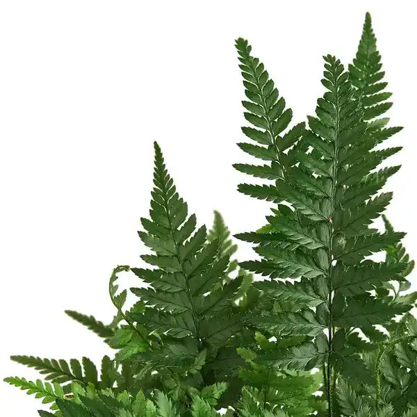 Korean Rock Fern, Polystichum Tsus-Simense - Rare