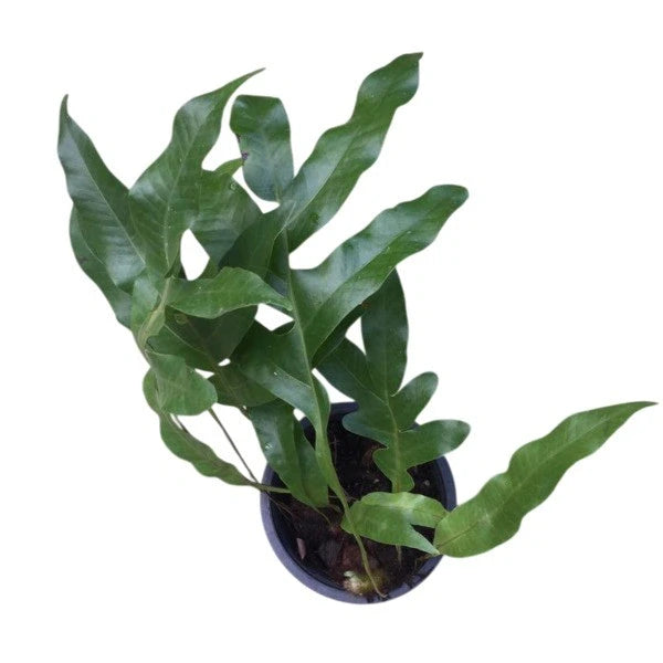 Oakleaf Fern, Aglaomorpha Drynaria Quercifolia