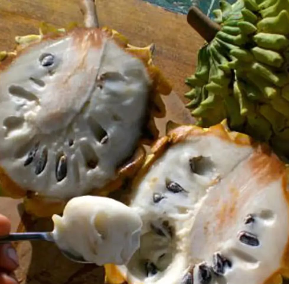 Rolling Excusa Fruit Plant - Keyfarm Wayanad