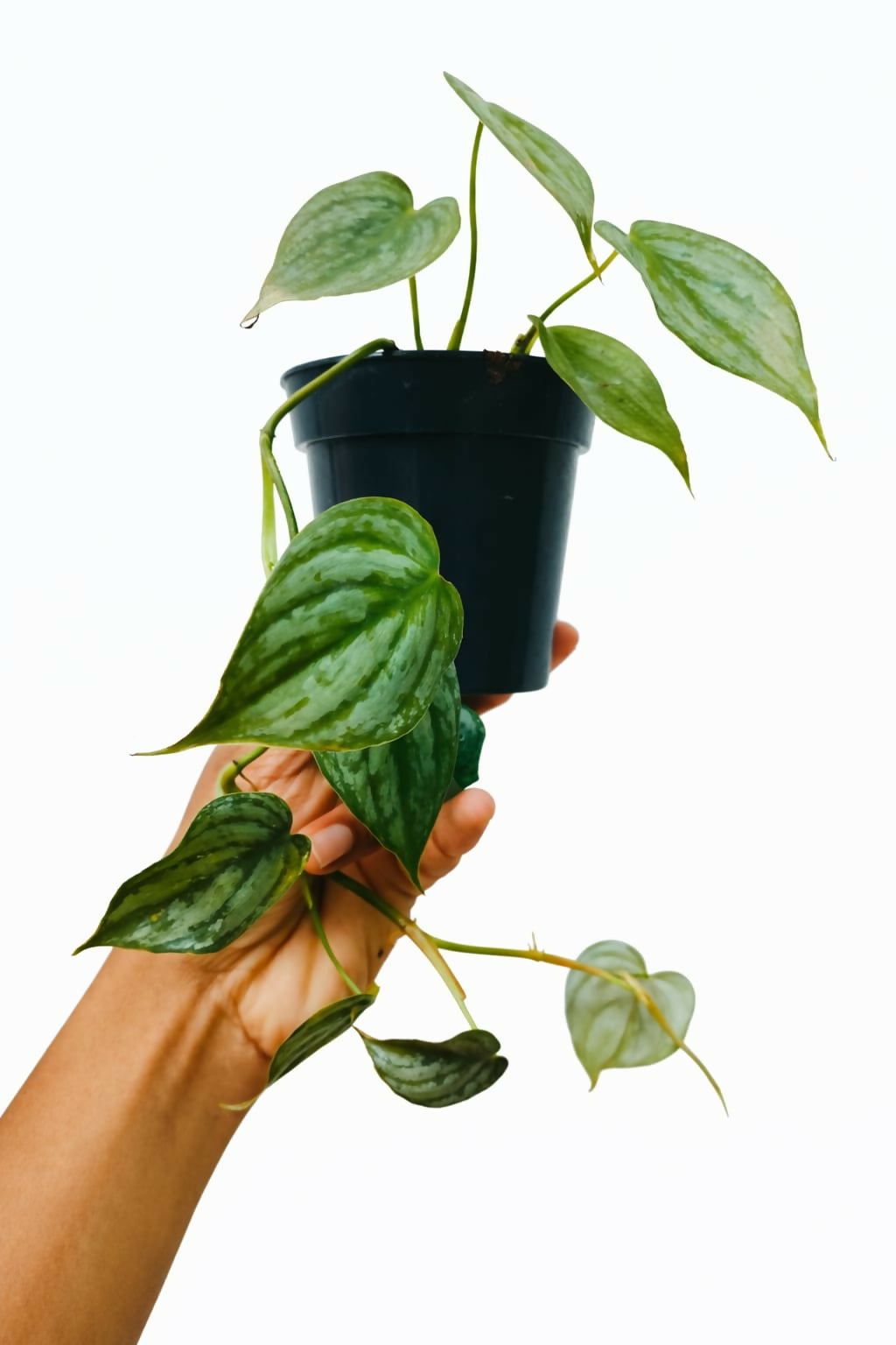 Philodendron Branditianum