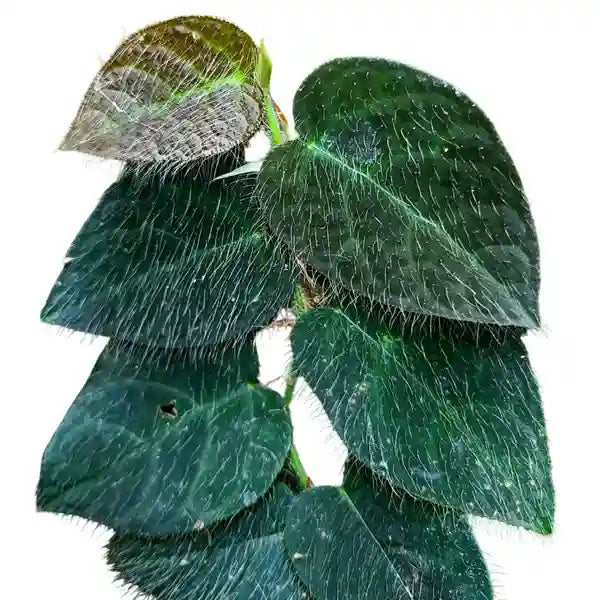 Ficus Villosa