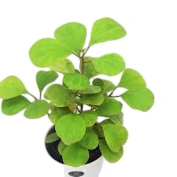 Mistletoe Fig (Ficus Deltoidea Gold)