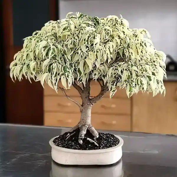 Variegated Ficus Benjamina | Ficus Safari Plant | Ficus benjamina 'Twilight'