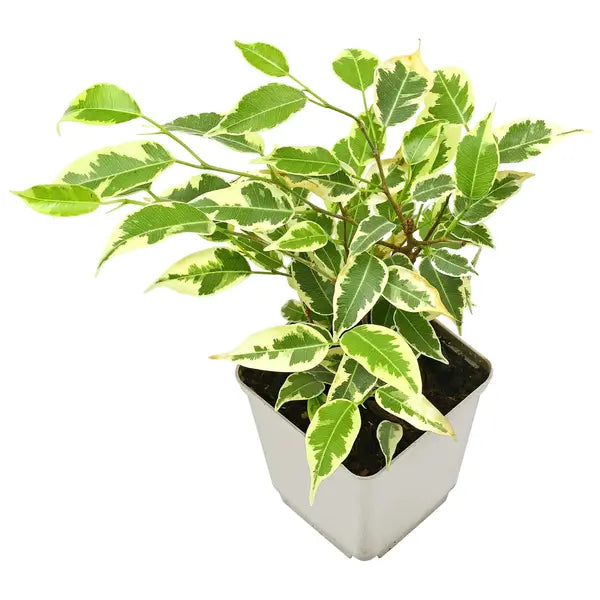 Variegated Ficus Benjamina | Ficus Safari Plant | Ficus benjamina 'Twilight'