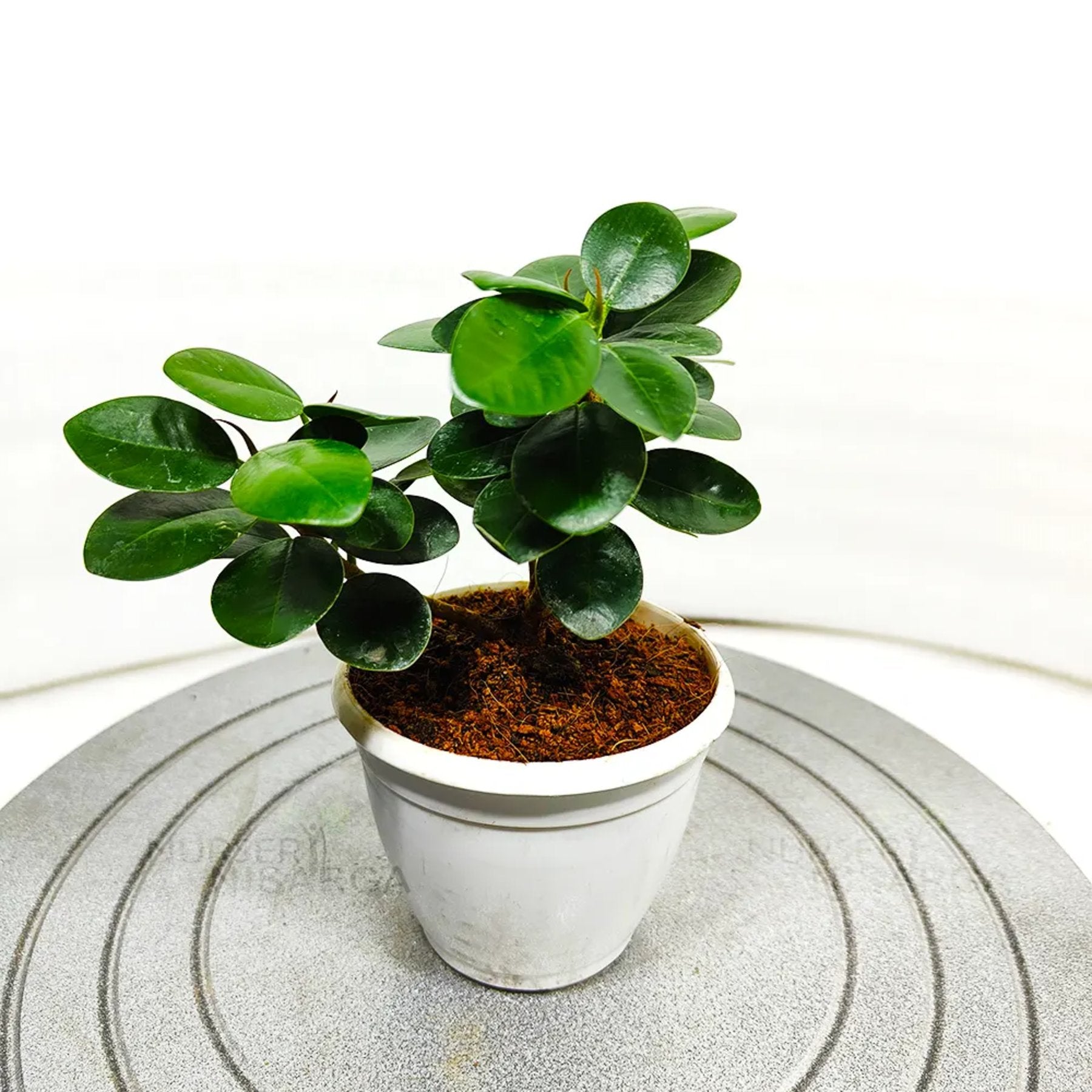 Compact Ficus close up leaf detail – healthy nursery plant – Foliages.in