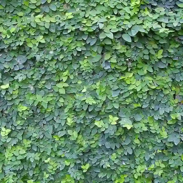 Ficus pumila, Wall creeper, Creeping fig - Trending Wall Creeper