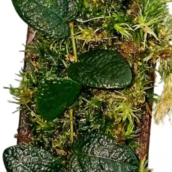 Ficus Melawi